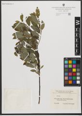 Foto von Salix L.
